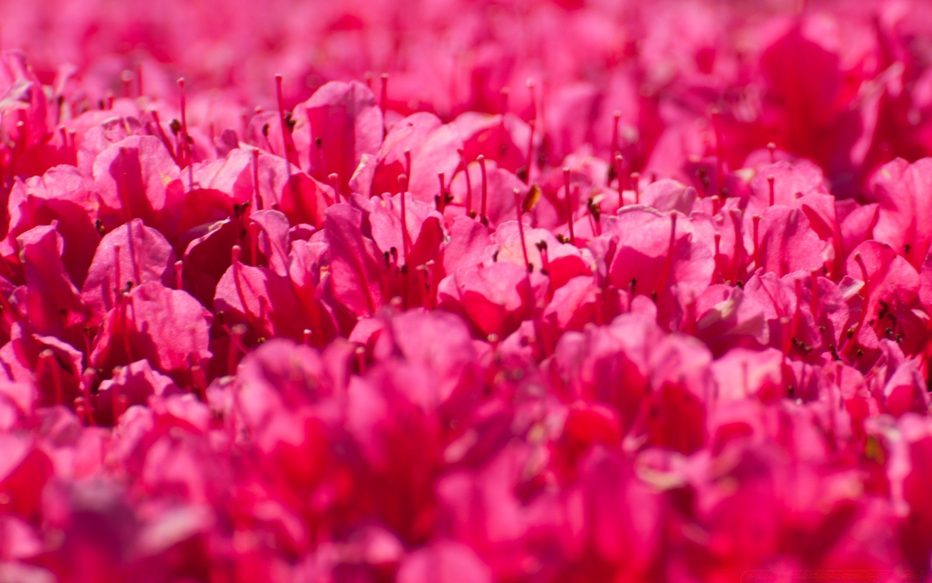 flowers nature flower bright flora garden color petal blooming summer field vibrant floral close-up beautiful leaf