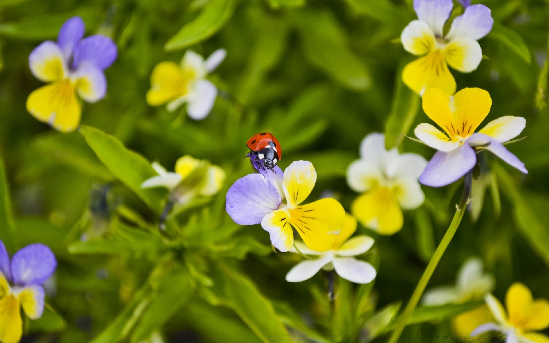 kwiaty natura kwiat flora liść lato ogród kwiatowy bluming kolor płatek jasny wzrost trawa