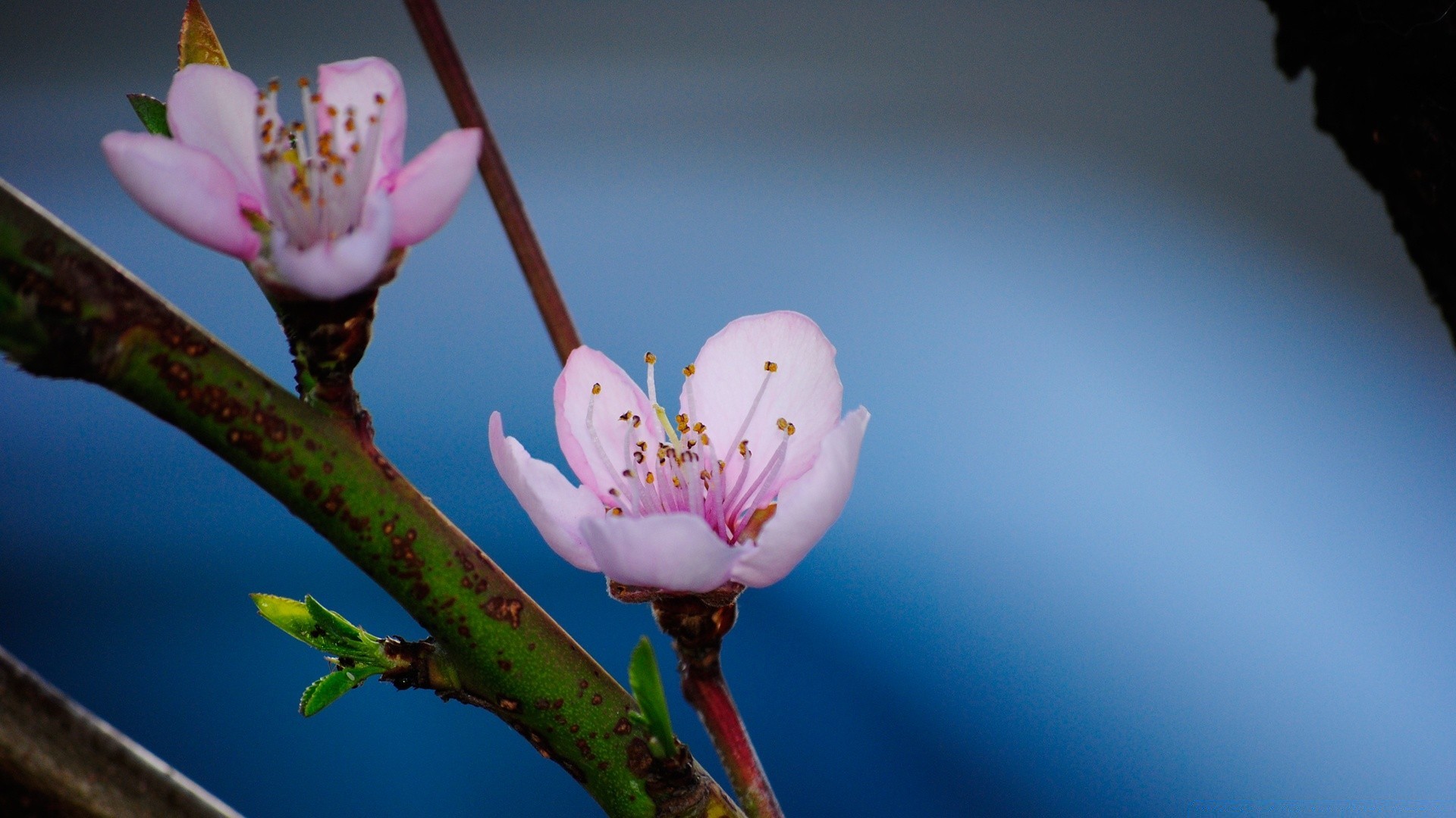 flowers flower nature blur apple bud easter leaf delicate outdoors dof growth