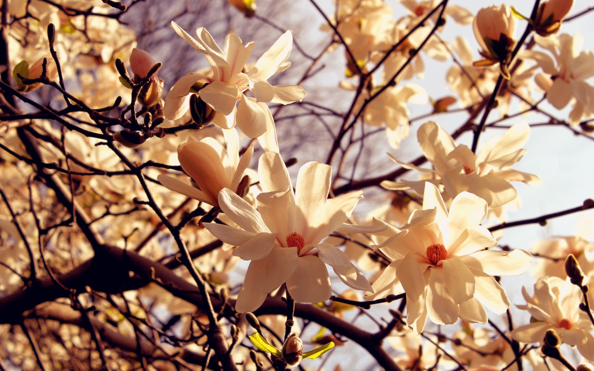 kwiaty kwiat oddział flora natura drzewo liść sezon ogród park magnolia bluming wiśnia na zewnątrz płatek jasny kolor kwiatowy zbliżenie wzrost