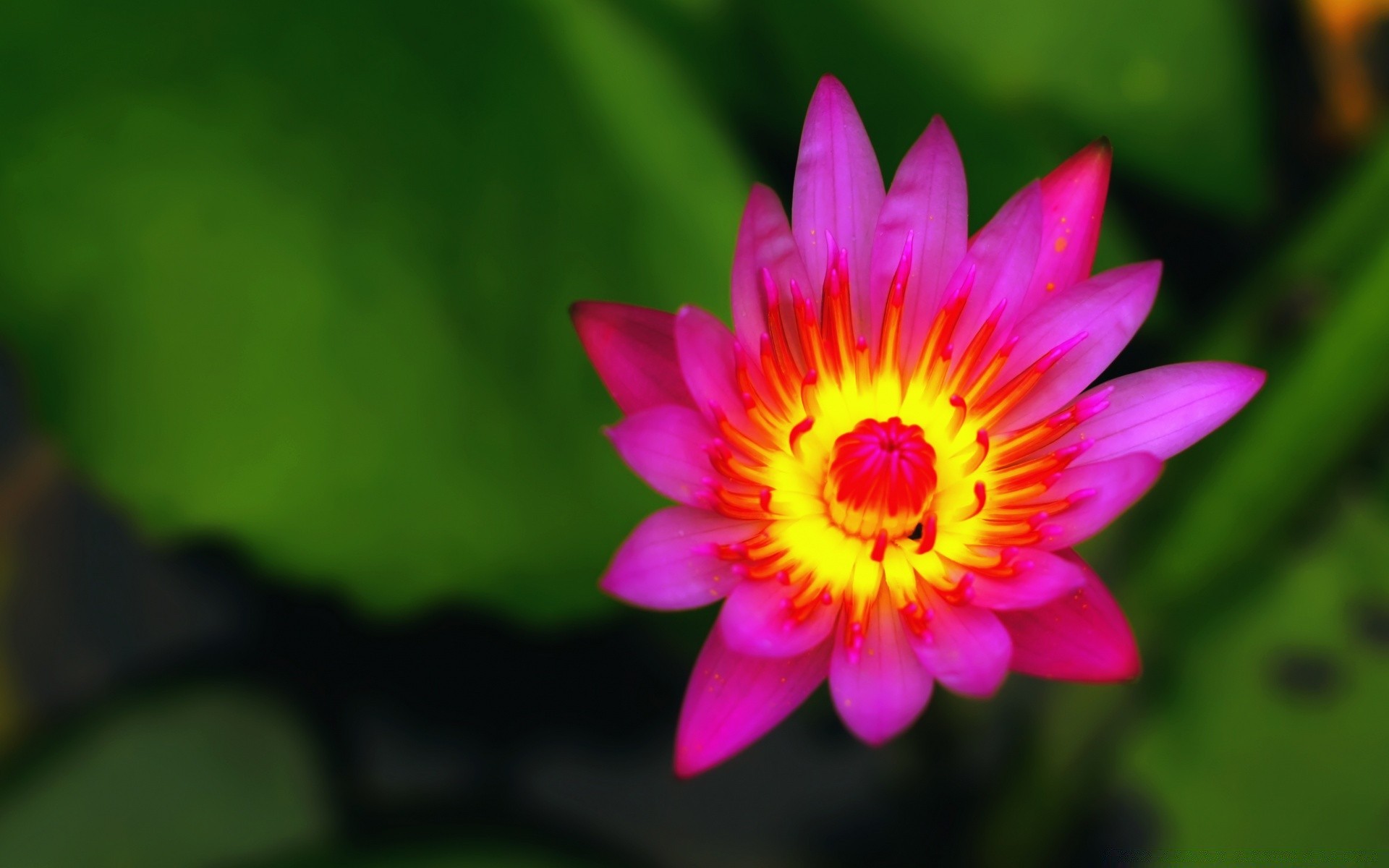 花 花 植物 花园 自然 叶 花瓣 盛开 夏天 颜色 明亮 花卉 热带 美丽 特写