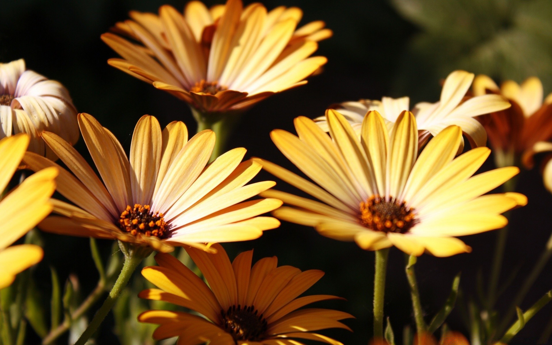 flowers nature flower flora summer color garden leaf blooming petal