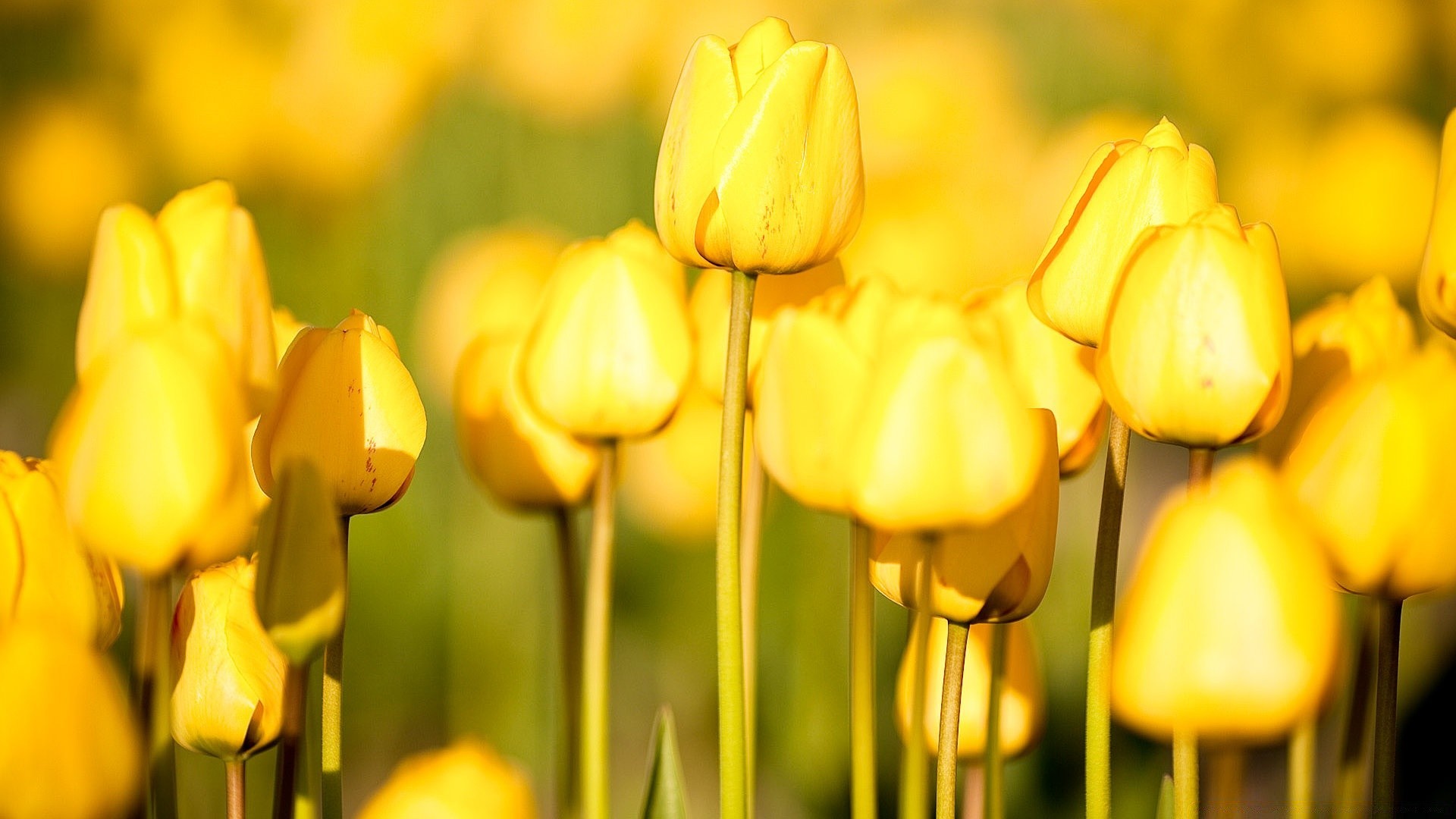 flores natureza tulipa flor brilhante páscoa folha flora jardim verão bom tempo ao ar livre cor lâmpada crescimento estação