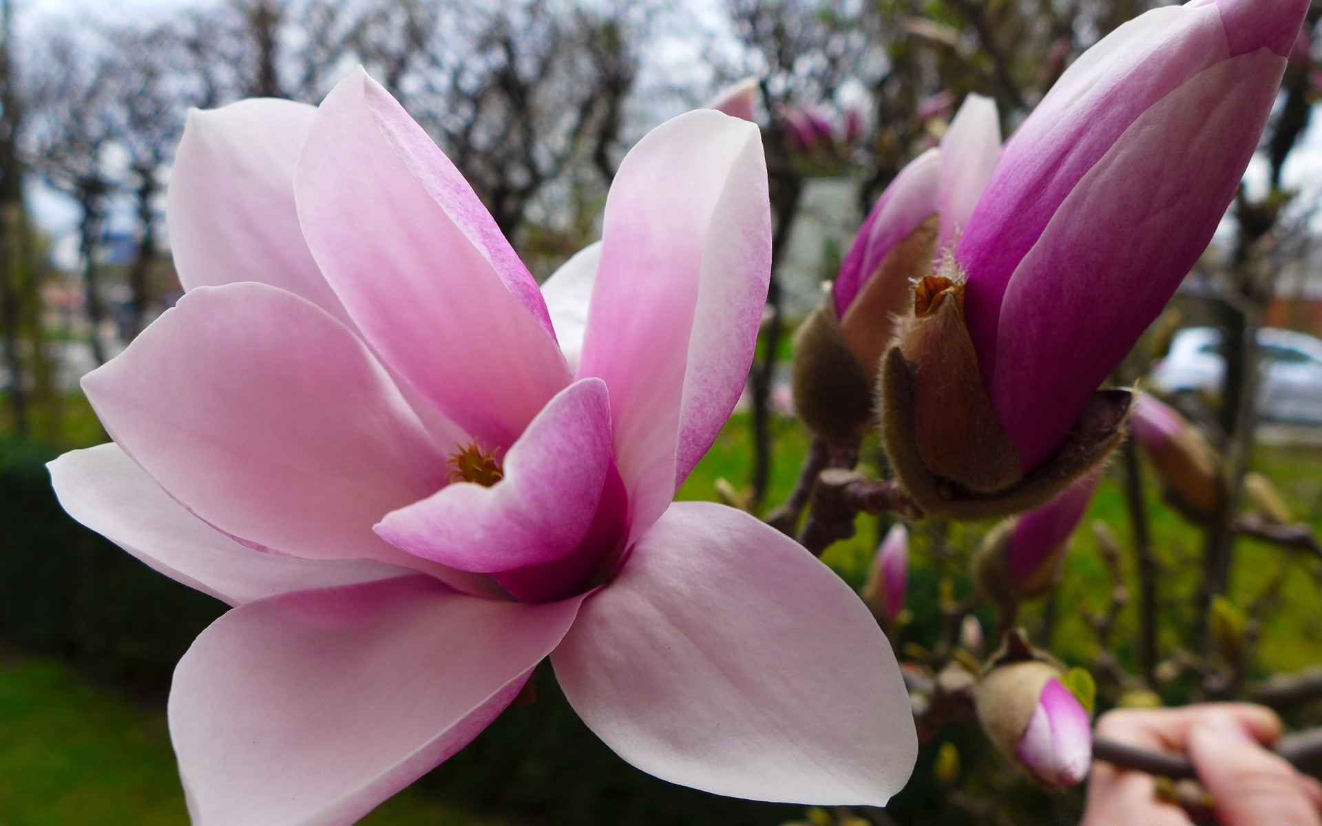 çiçekler çiçek doğa bahçe manolya flora yaprak çiçeklenme renk taçyaprağı yaz güzel dostum park