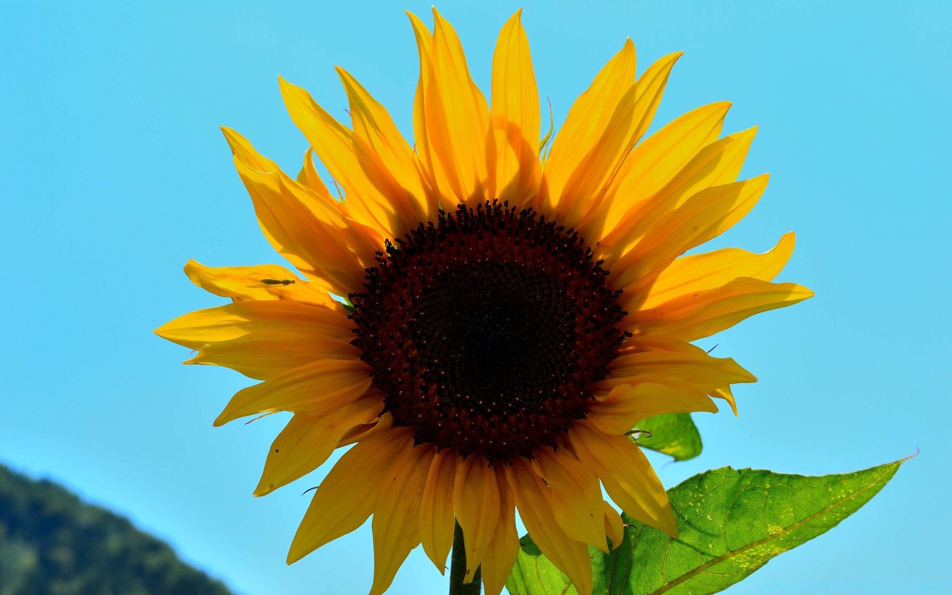 fiori natura girasole fiore estate flora bel tempo sole foglia luminoso petalo all aperto crescita giardino