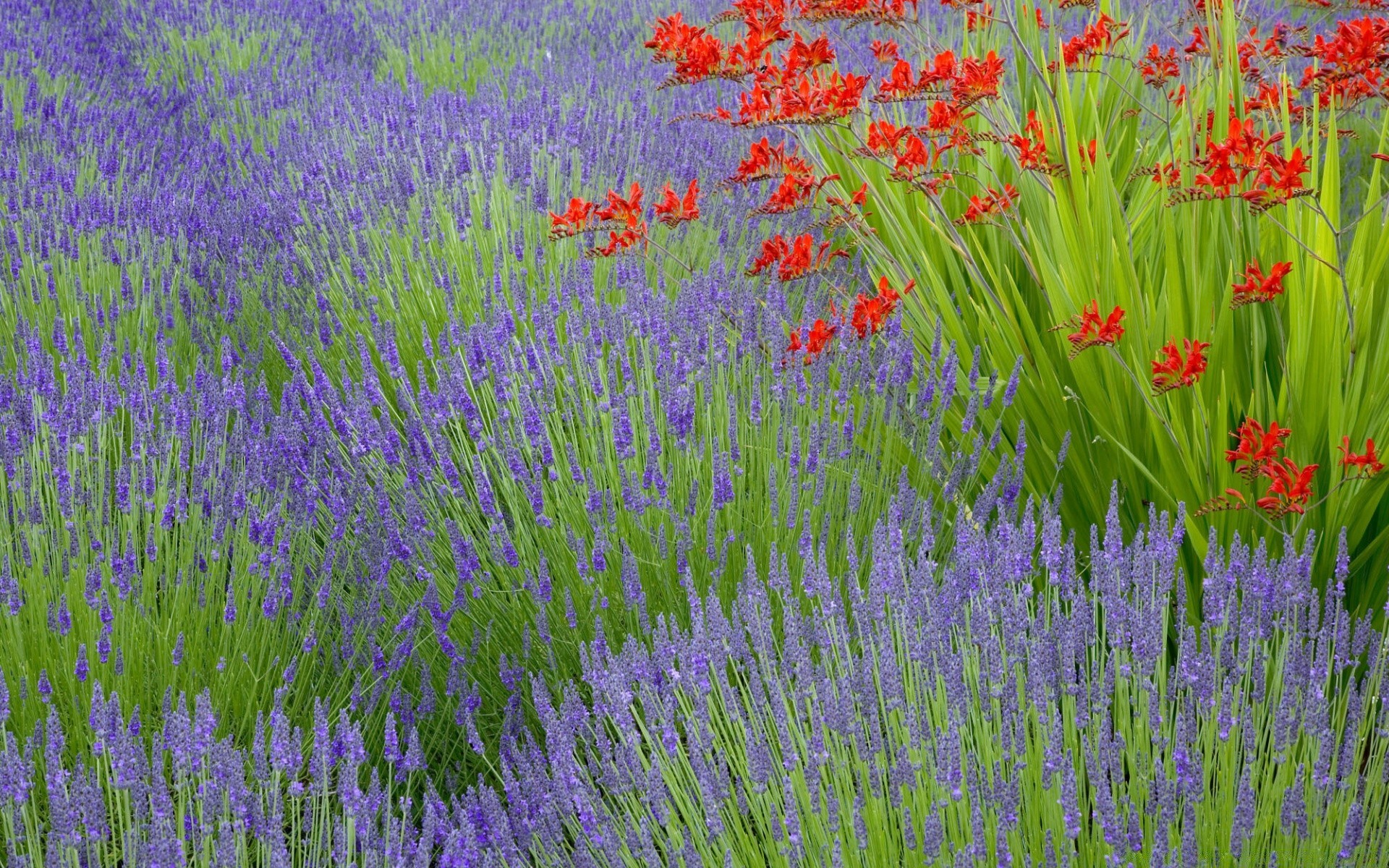 blumen blume lavendel feld flora parfüm natur sommer wachstum im freien garten des ländlichen heuhaufen blumen kräuter kräuter landschaft duftend blühen