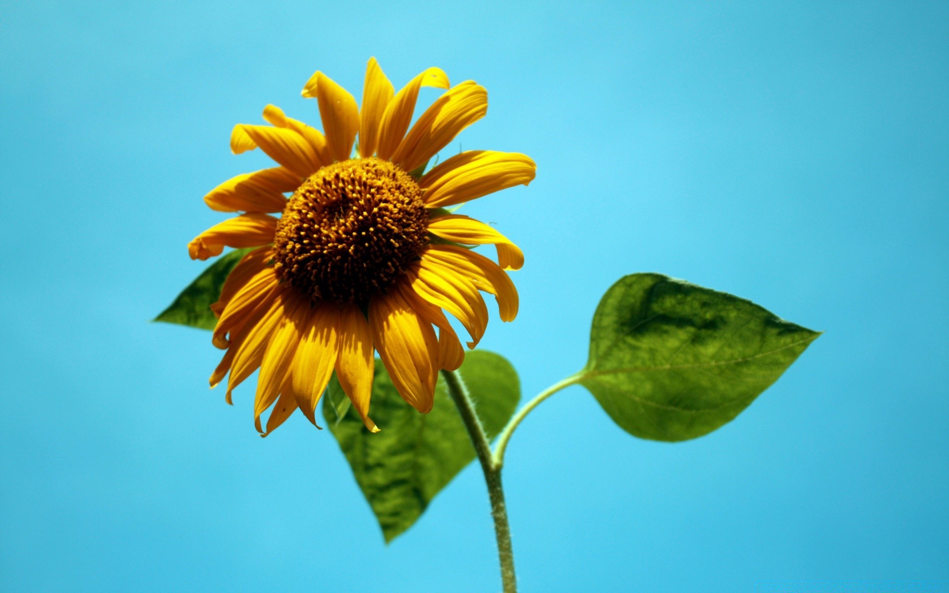 flowers nature flower summer flora outdoors leaf growth fair weather petal bright sunflower