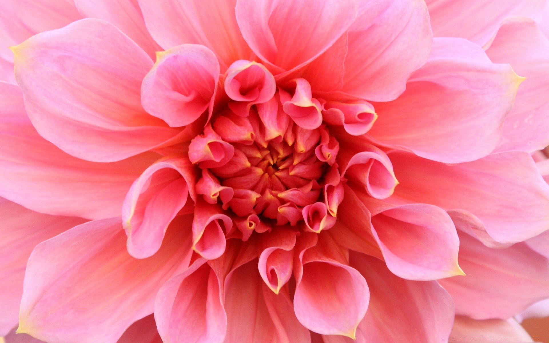 flowers flower nature flora floral petal blooming garden beautiful bright color summer dahlia botanical close-up leaf