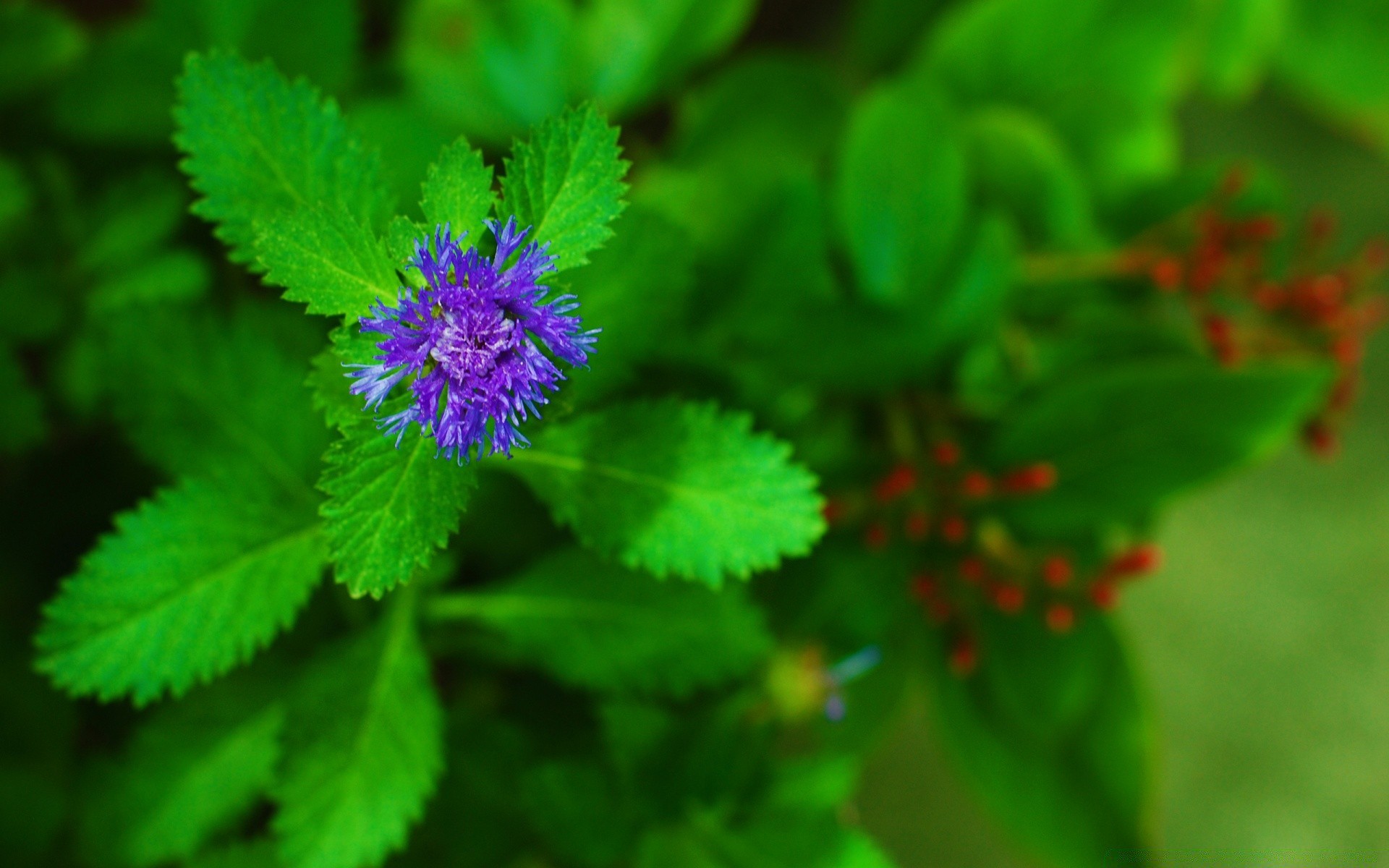 kwiaty natura liść flora lato kwiat na zewnątrz dziki ogród zbliżenie wzrost jasny trawa