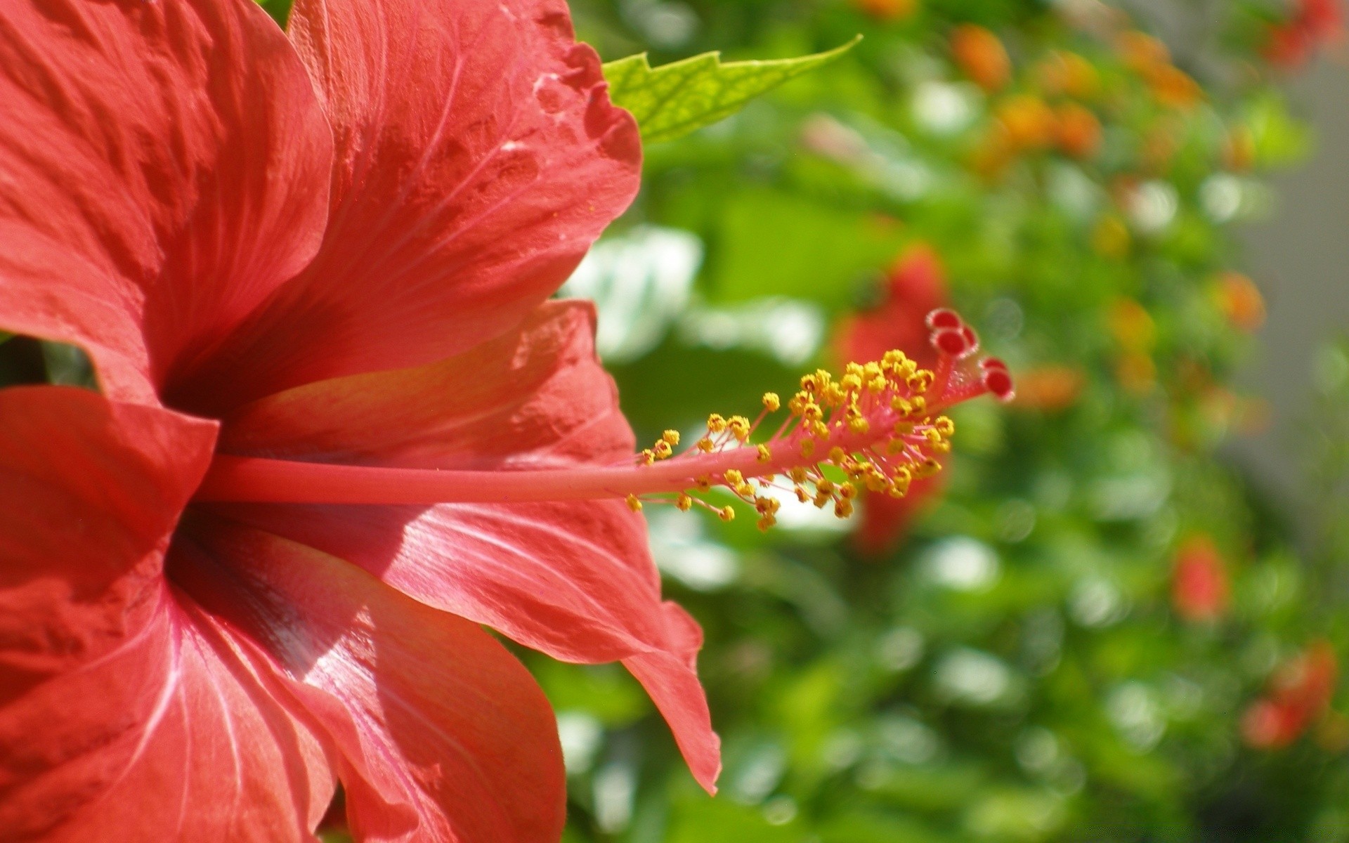 flores natureza jardim flor flora folha verão blooming cor tropical pétala bonita close-up floral brilhante ao ar livre hibisco crescimento