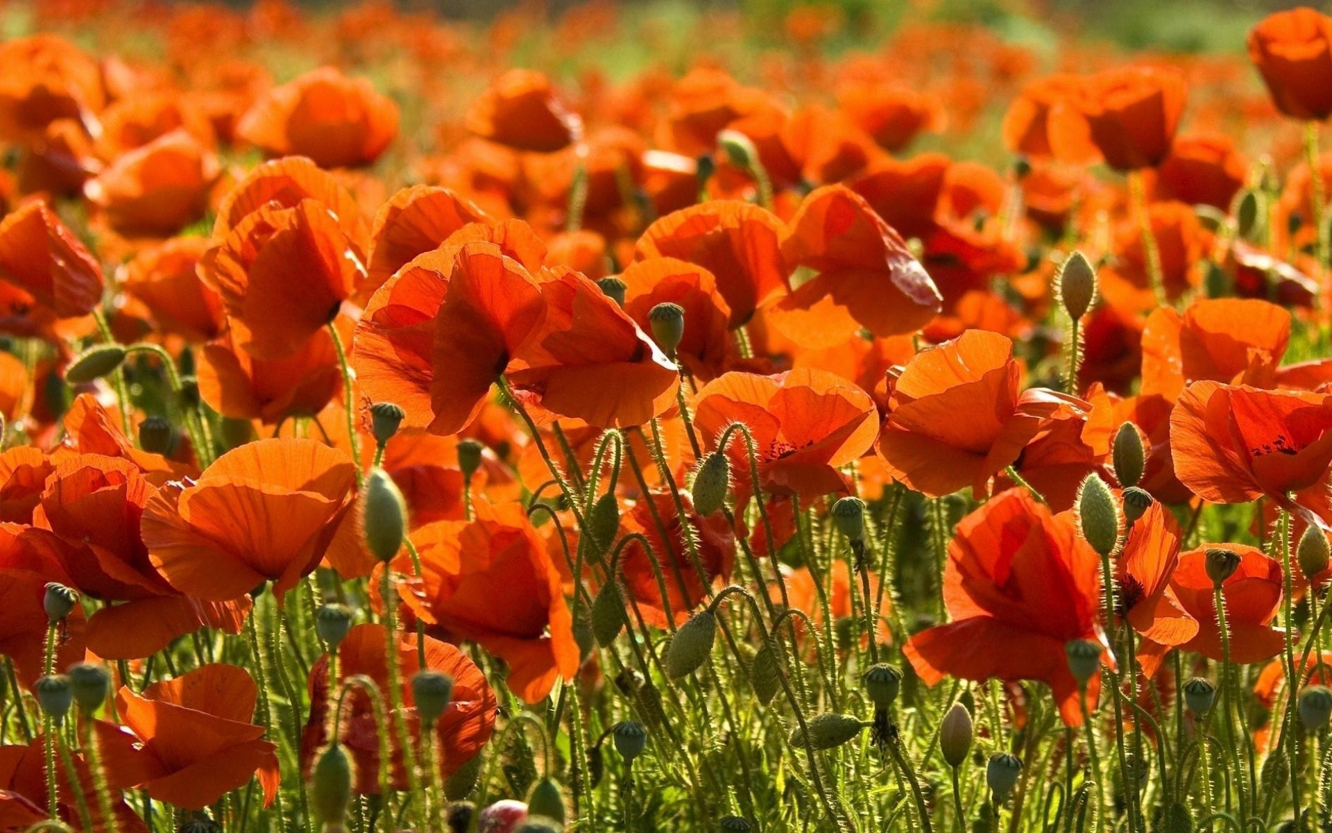 flowers nature flower flora field summer poppy outdoors color bright leaf garden floral season growth hayfield fair weather blooming grass petal