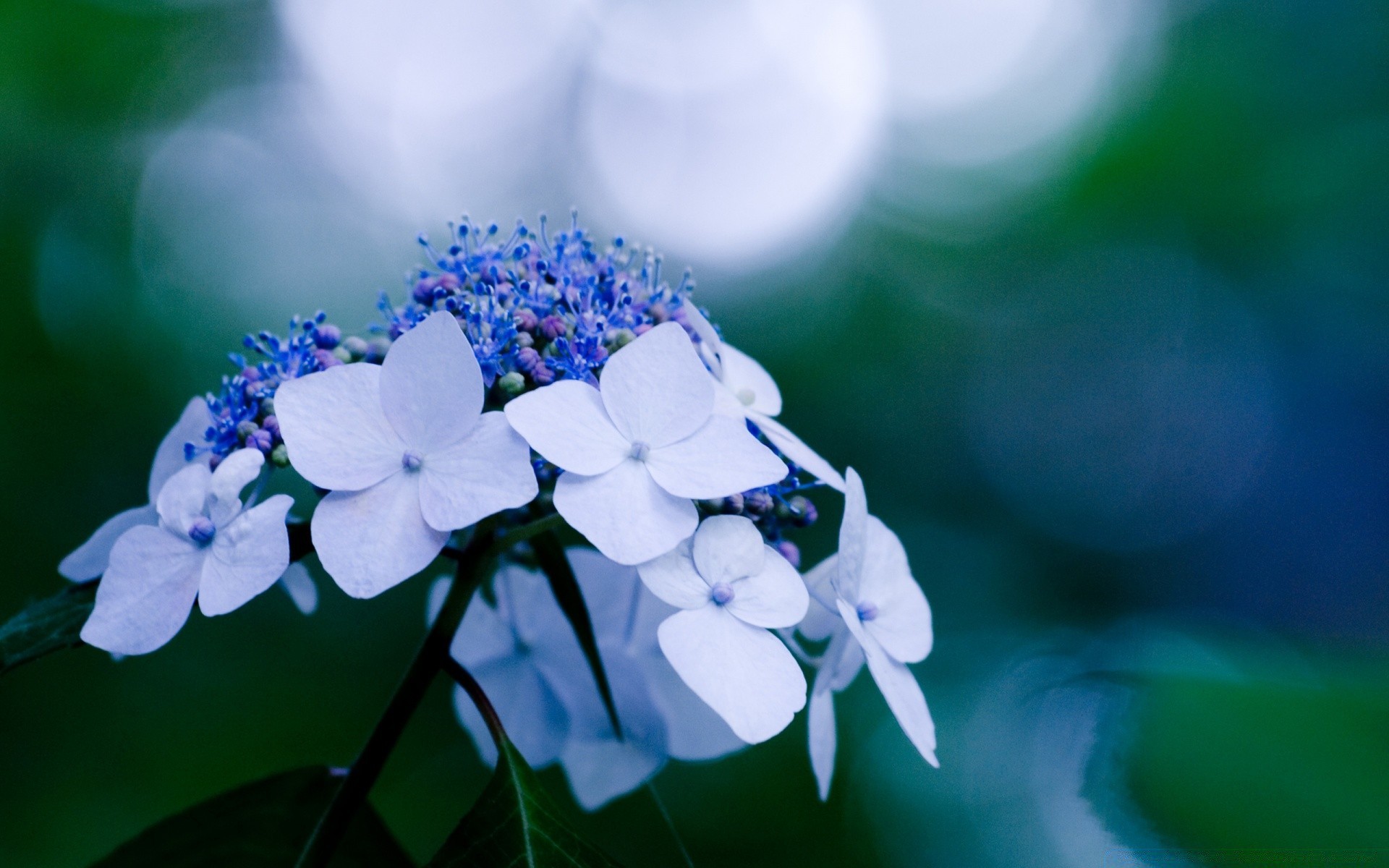 blumen natur unschärfe blume flora blatt sommer garten hell im freien farbe schließen schön