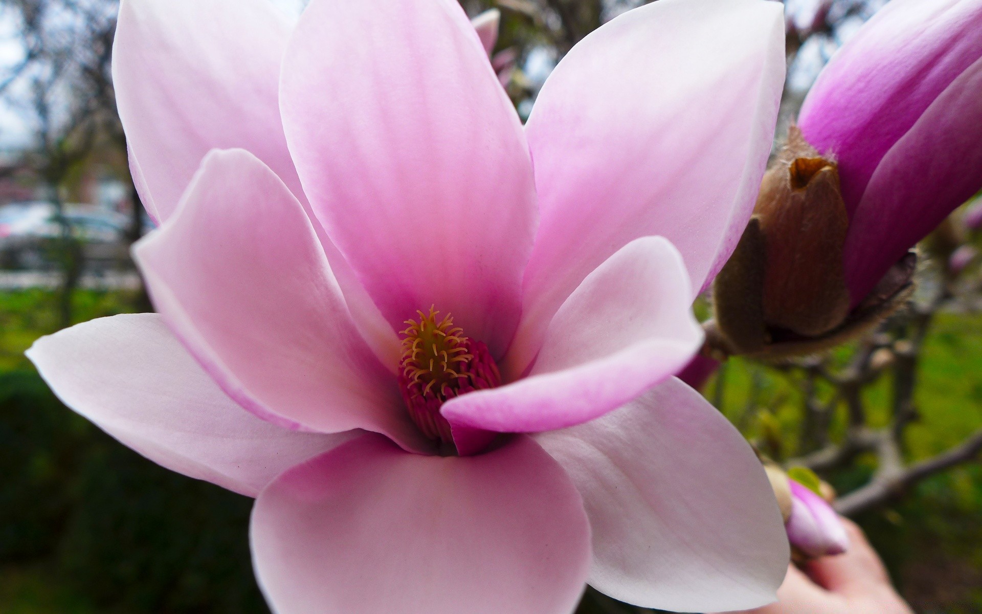 flowers flower magnolia nature garden flora blooming leaf color petal beautiful bud summer park floral