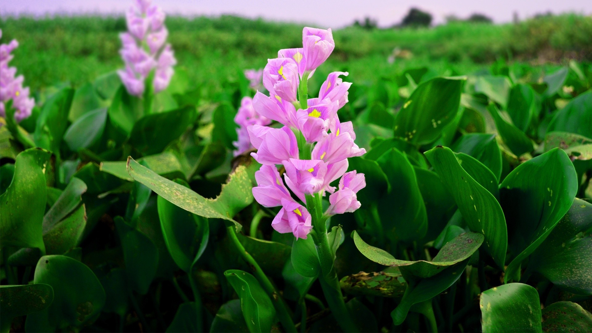 flowers nature flower flora leaf garden summer floral blooming field grass petal season outdoors bright hayfield beautiful color close-up growth