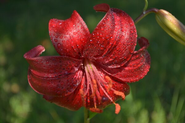 Gracia y belleza en una hermosa flor