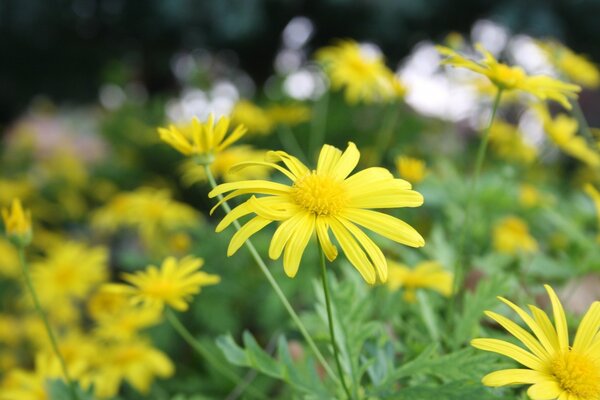 Fiori gialli estivi la nostra natura e flora