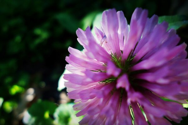 Schwefelblume auf grünem Hintergrund