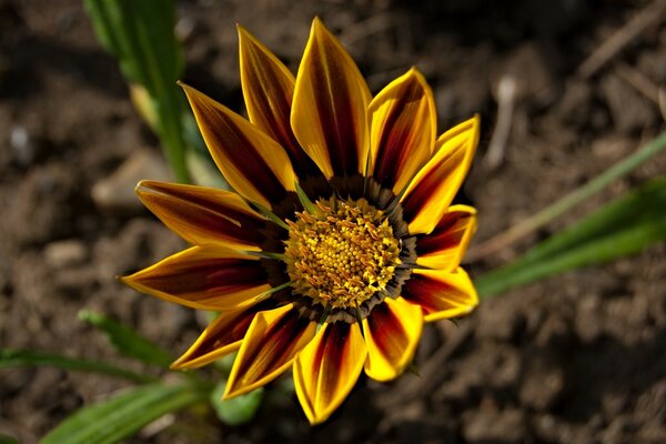 Una flor inusual que crece en el Jardín