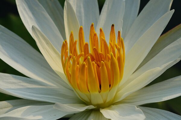 Macro de la flor de loto en el campo