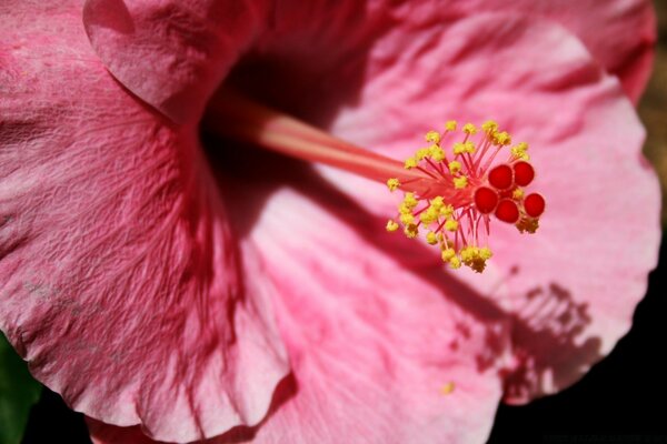 Flor rosa sob os raios do sol