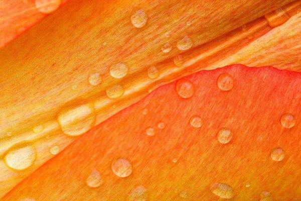 Textura laranja com gotas de água