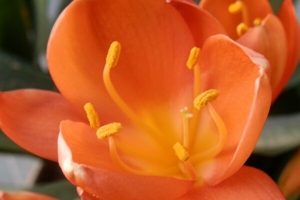 Orange flower on the background of blurring