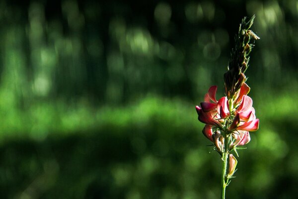 Geheimnisvolle rote Blume auf grünem Hintergrund