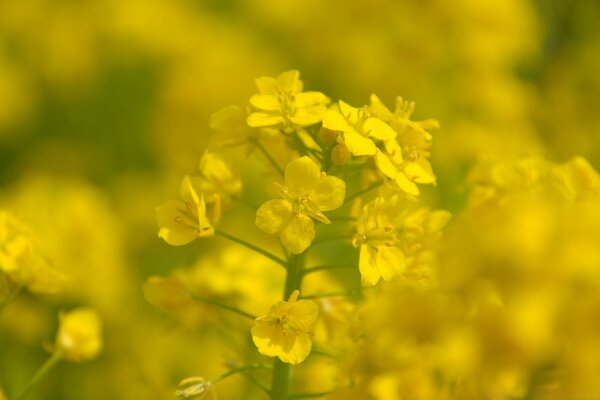 Fleurs sauvages est une flore naturelle