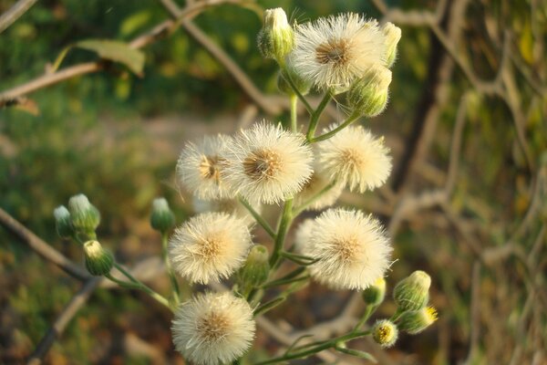 Forest flowers with white buds