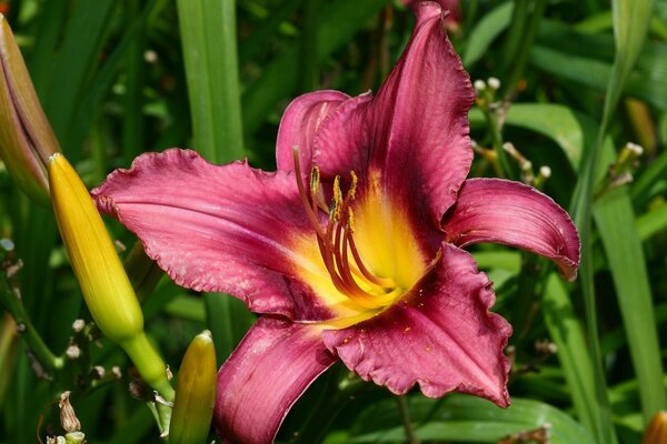 Gartenblume mit roten Blütenblättern