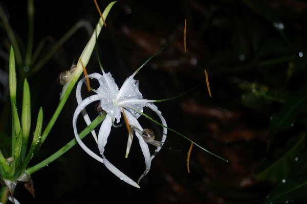 Fleur blanche dans le jardin de nuit