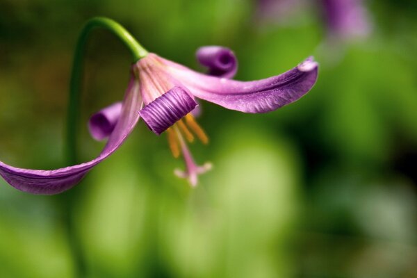 A lily spreading its petals