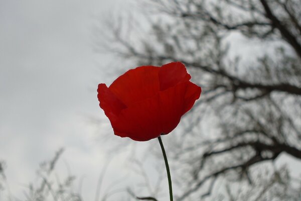 A red rose stands in the snow