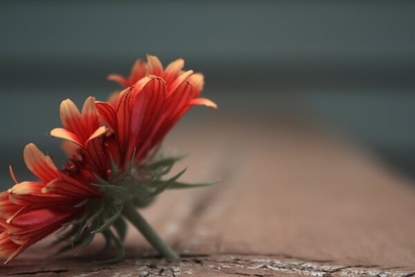 Flor roja en la superficie de madera