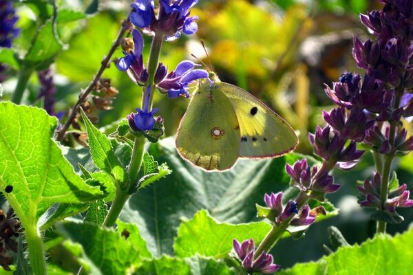 Green butterfly on a stem with purple flowers