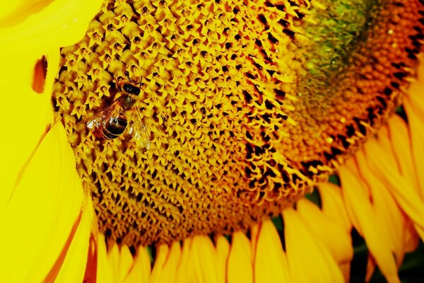 Two bees on a bright yellow sunflower