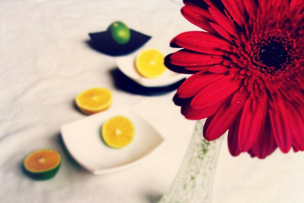 Red gerbera flower and lime slices