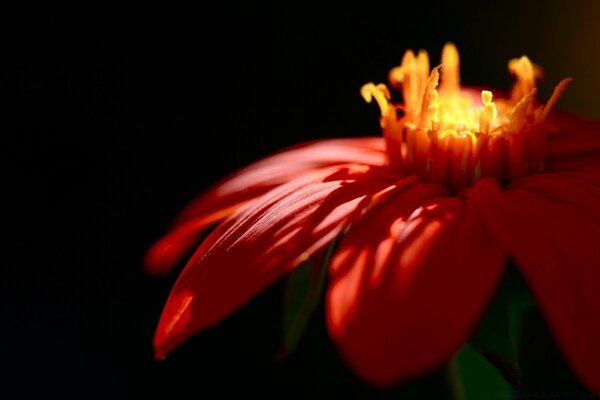 La flor roja es la flora natural