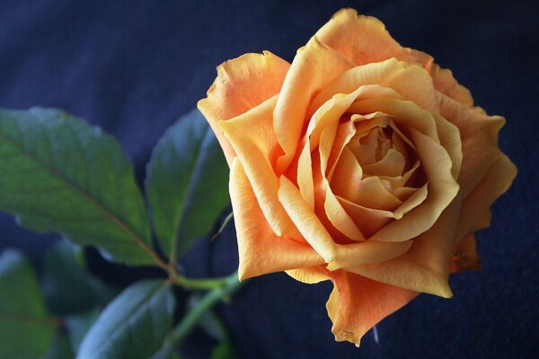 Yellow Rose with green leaves