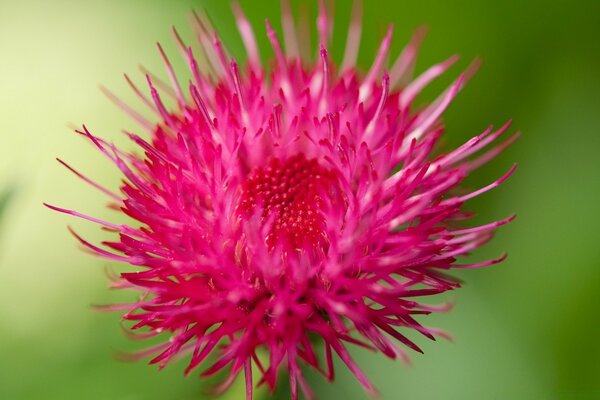 Macro fotografía de flores en el campo Serbio