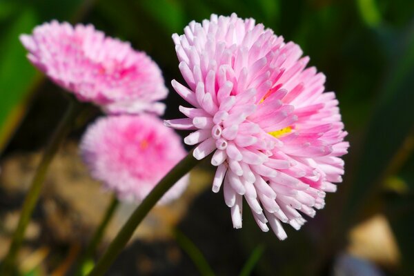 Aster mit rosa Blütenblättern