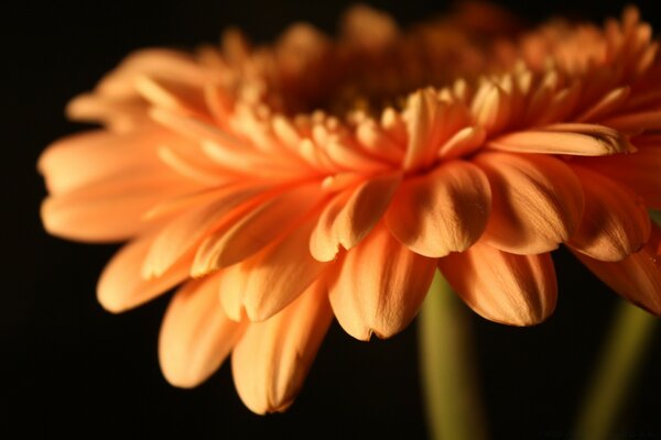 Turuncu gerbera nın rafine güzelliği