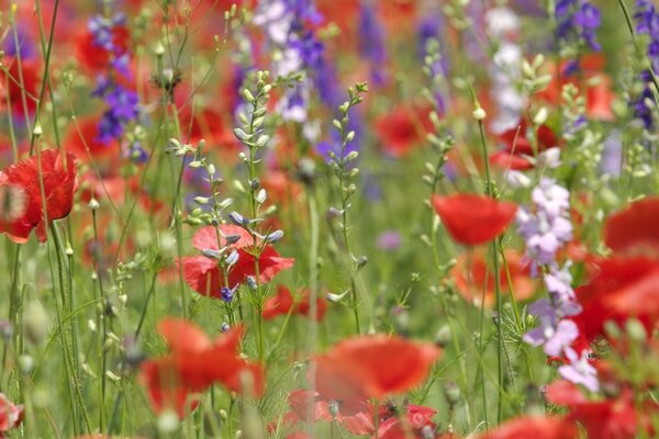 Grünes Feld mit Mohnblumen und Wildblumen