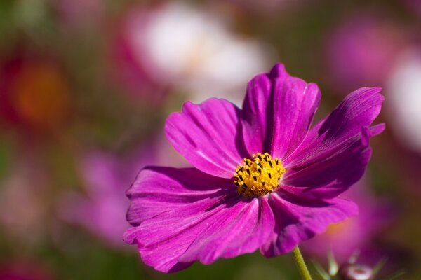 Summer bright flower close-up