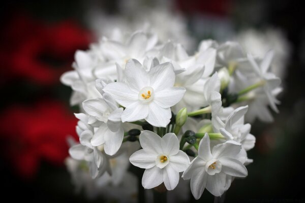 Flores blancas sobre fondo oscuro