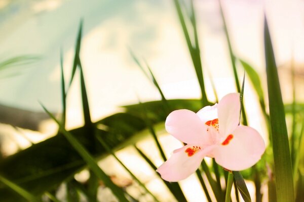 Flor infantil parte da natureza