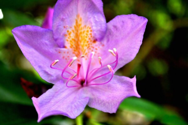 Unicité de la flore dans l environnement naturel