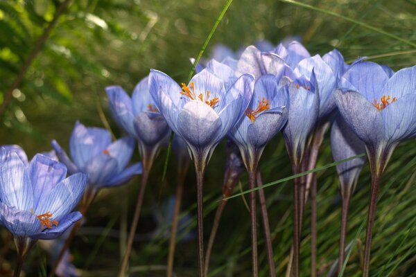 Hermosas flores azules sobre fondo de hierba