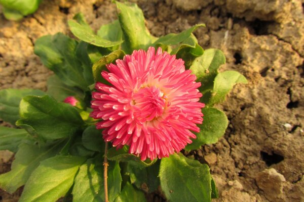 Eine rote Blume blühte im Bett auf