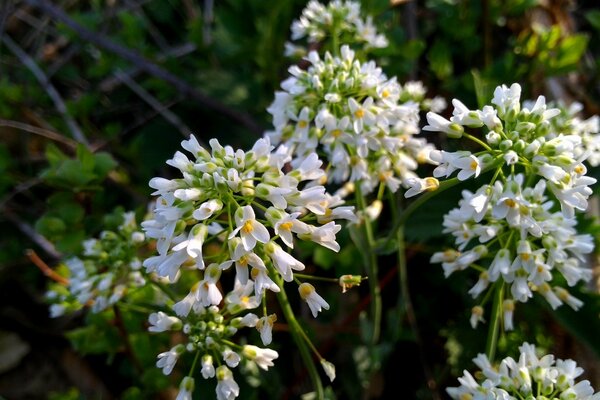 Gartenpflanze mit duftenden Blüten